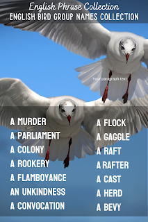 English Phrase Collection | English Bird Group Names Collection