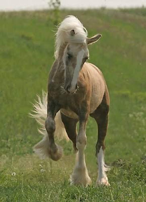 beautiful horses