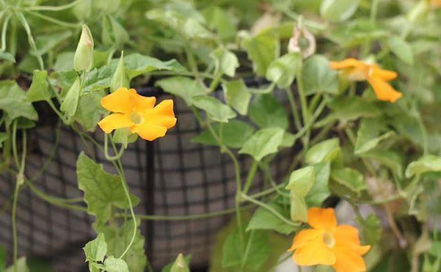 Black-Eyed Susan Vine Flowers Pictures