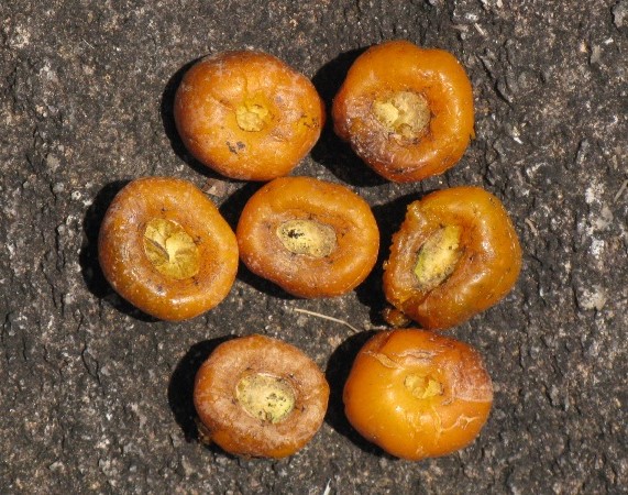 Семекарпус анакардиум (Semecarpus anacardium)