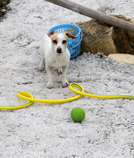 Thelma waiting with her ball