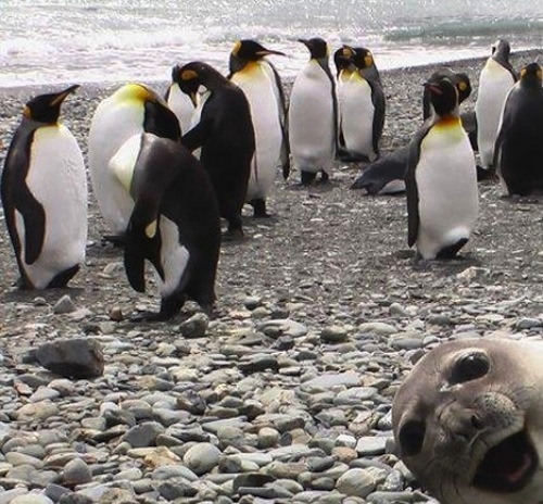 Friendly seal.jpg