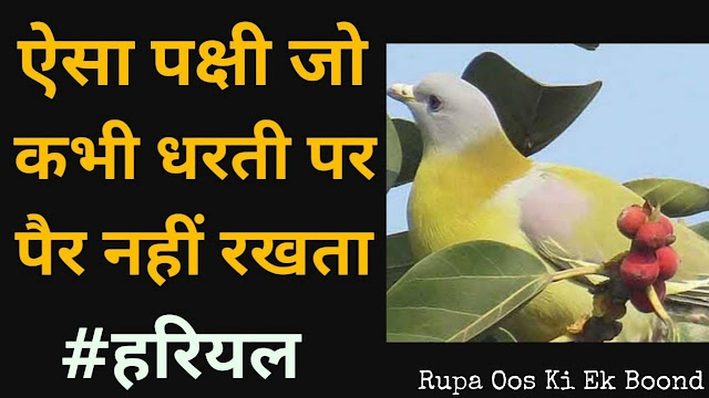 महाराष्ट्र  का राज्य पक्षी  (State Bird of Maharastra ) || ‘हरियल पक्षी’ (Hariyal Pakshi) ||