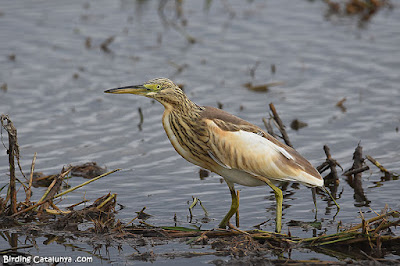 Martinet ros (Ardeola ralloides)