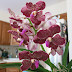 雲丹蘭花（Vanda Orchid）