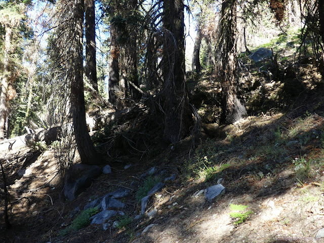 103: tree across trail