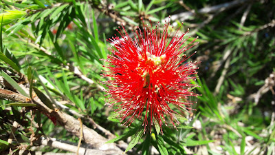 Bottle brush flower