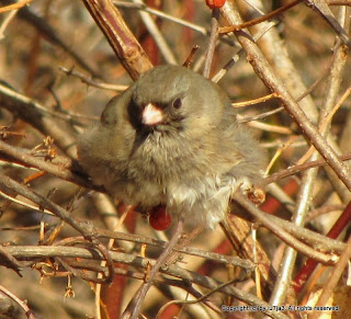 Slate-Colored Junco