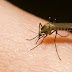 Mengapa Nyamuk Menggigit Kita