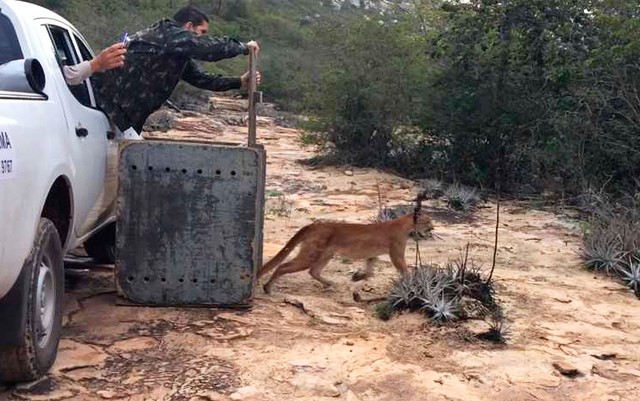 Onça é resgatada de árvore em quintal de casa, na Chapada Diamantina