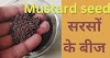 Mustard seed: Cultivation, Uses, and Health Benefits