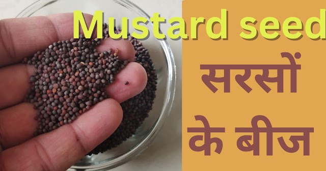 Mustard seed: Cultivation, Uses, and Health Benefits