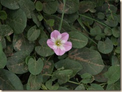 P5207853