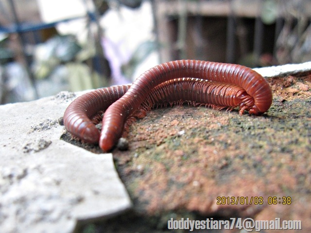 kaki seribu Rusty millipede (Trigoniulus corallinus) kawin