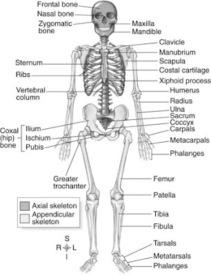 Human skeleton diagram | Human skeleton diagram with labels | Human skeleton images