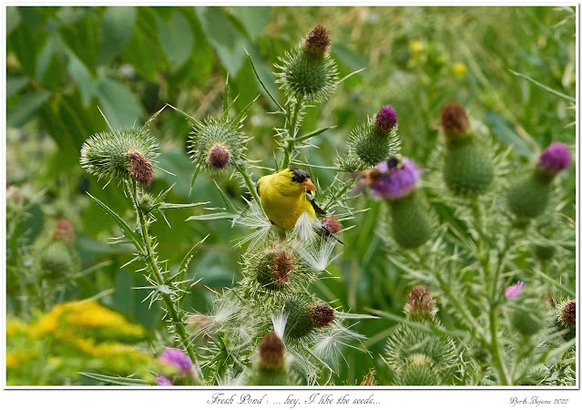 Fresh Pond: ... hey, I like the seeds...