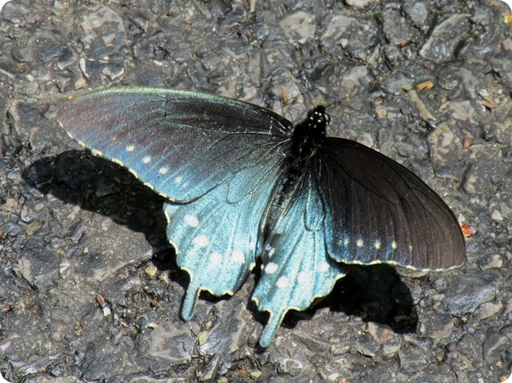 IMG_5768c Pipevine swallowtails Battus philenor