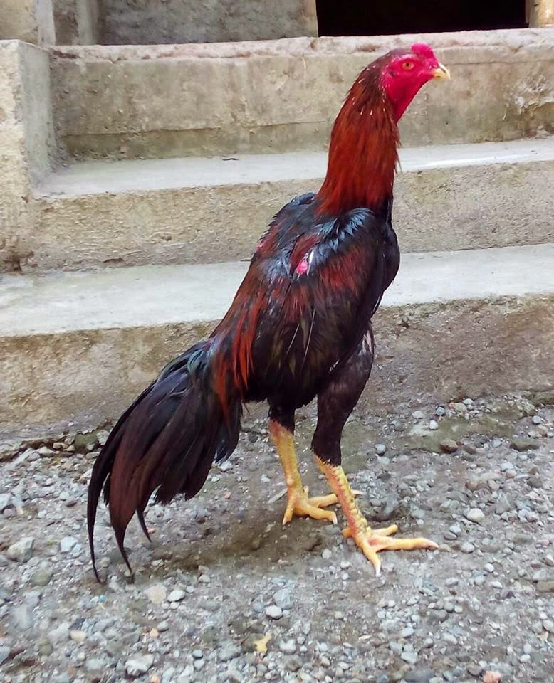 Ternak Ayam Bangkok  Berkwalitas Dari Pacekan F1 