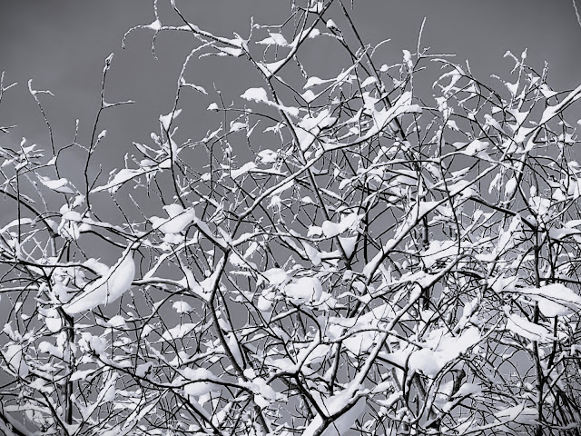 black and white image of snow on upper birch branches