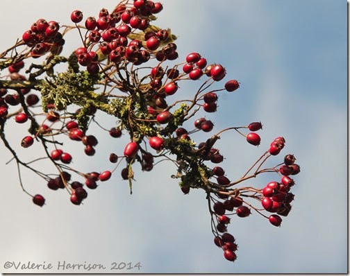 9-hawthorn