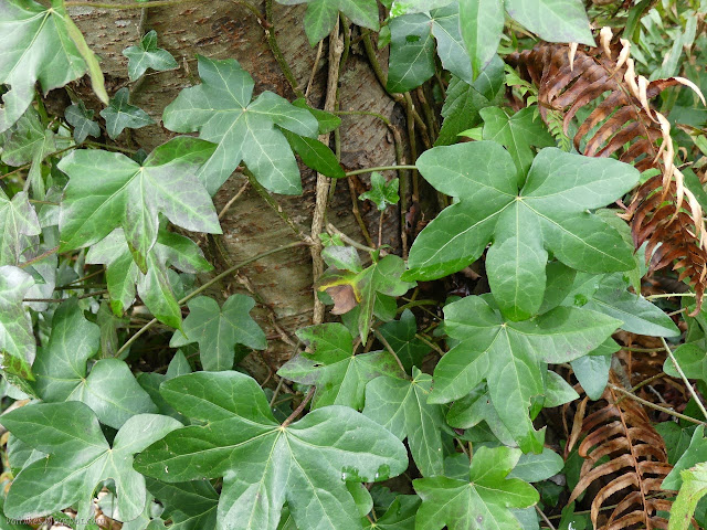 invasive plant that chokes the trees