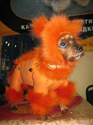 Awesome Pet Costumes Seen On www.coolpicturegallery.us