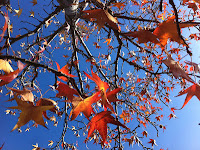 Resultat d'imatges de arbres tardor