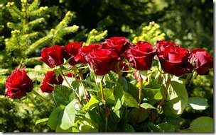 rose9