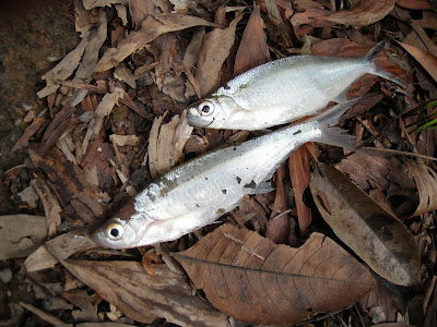 Menjaring ikan sungai  jemuduk.blogspot.com