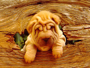 Overall, the Shar Pei is a dog that is loyal and loving to its family while .
