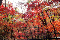 Autumn Korea4