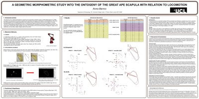 Ape scapula poster