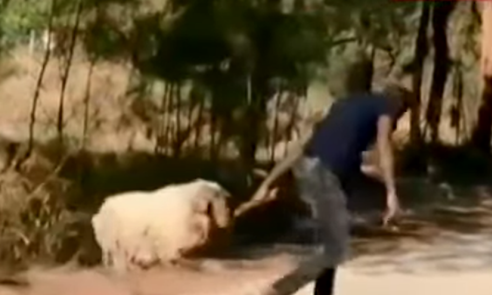 Άργος: Μετανάστες Αρπάζουν Πρόβατα Από Τσοπάνηδες - ΒΙΝΤΕΟ