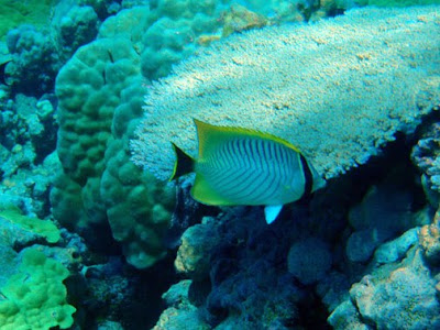 here s a chevron butterflyfish these are very rare in t