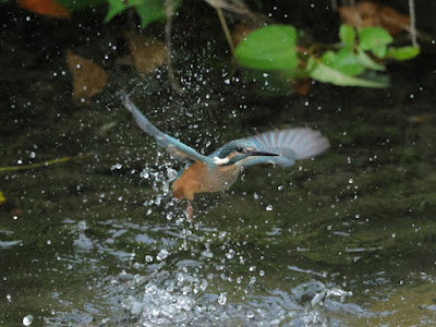 カワセミの水面飛び出し