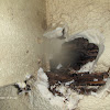 Spray Foam Basement Ceiling / Spray Foam Insulation in Garage, Little Meadows, PA ... / You'll find that spray foam insulation will typically cost a bit less than fiberglass insulation.