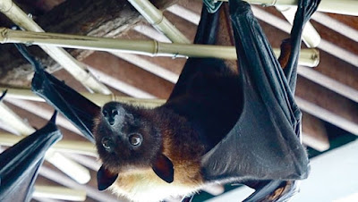 فيروس نيباه الجديد  Nipah virus