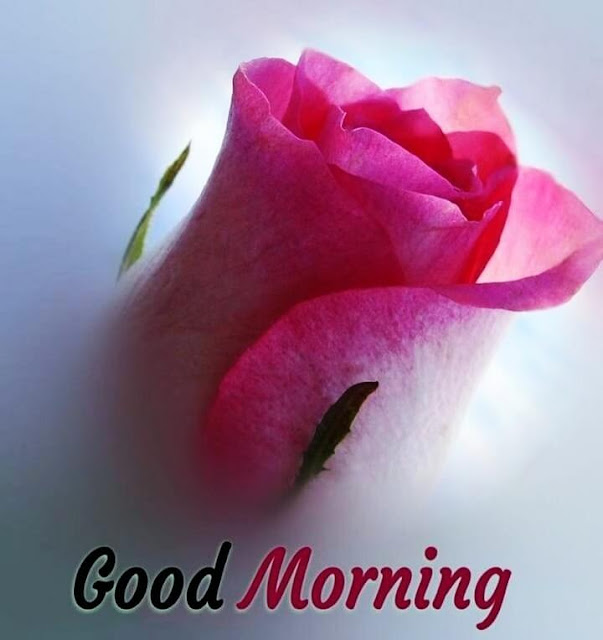 Good Morning Photos Download