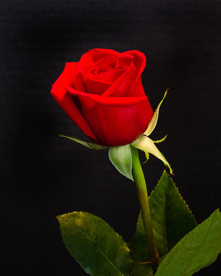 Galeri Kumpulan Gambar  Bunga  Mawar  Merah  Cantik dan Indah 