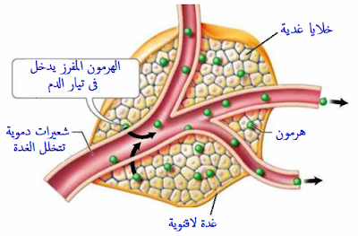 الغدد الصماء اللاقنوية 