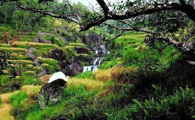 Kedung Kandang Waterfall Splitting in Rice Field near Bendo Area