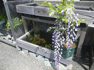 藤の育て方 鉢植えで藤の花を楽しむ メダカの大工