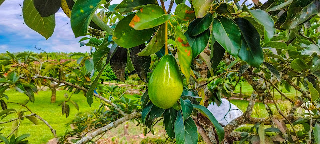 Árbol de aguacate en Pueblo Tapao – Montenegro