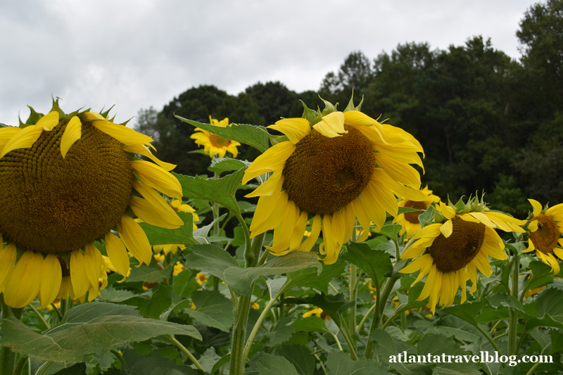 Fausett Farms sunflowers