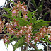 Lets  know about Bangladesh Orchid