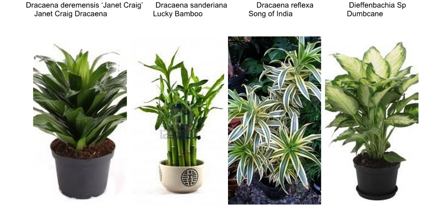 Interiorscaping Compendium INDOOR  PLANT  IDENTIFICATION