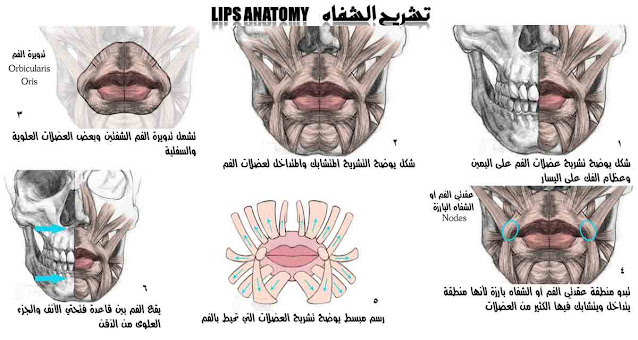 الرسم والتصوير / رسم الشفاه – الجزء الأول – التشريح والبنية