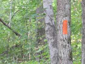 orange blaze on tree