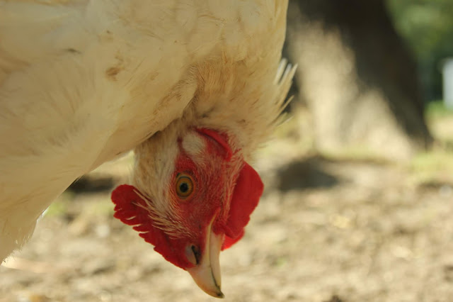 Treating Torticillis in Rooster Naturally