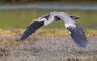 Grey Heron - Birds In Flight Photography: Canon EOS 7D Mark II Gallery Copyright Vernon Chalmers